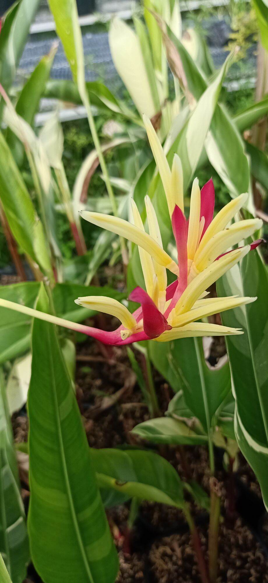 cây hoa thiên điểu cẩm thạch(còn được gọi cây chuối mỏ két cẩm thạch)- cây kiểng làng hoa sa đéc