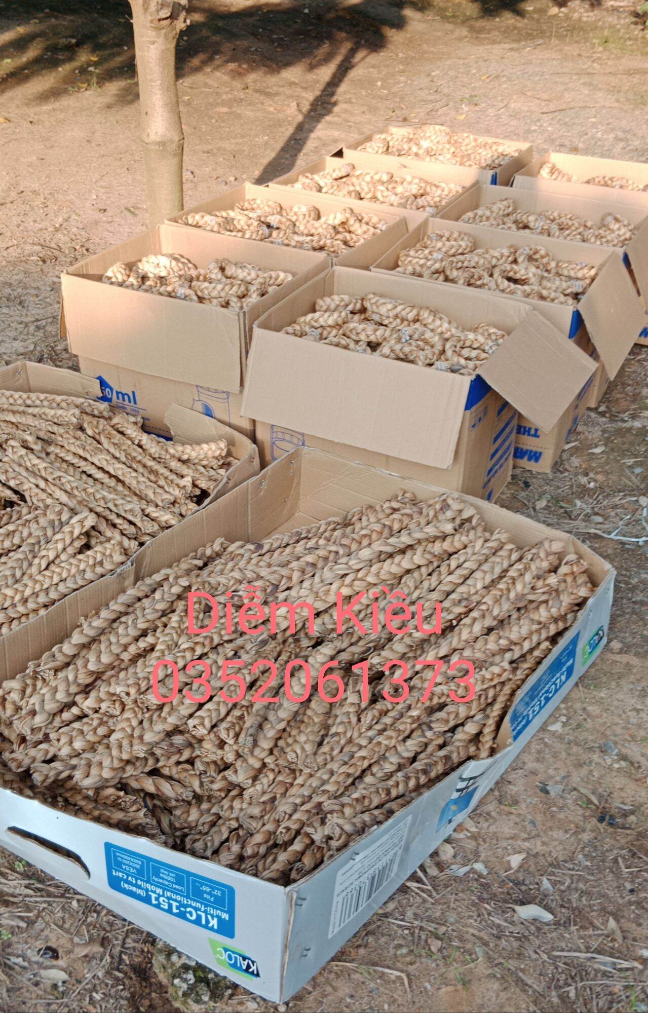 đế chưng dừa