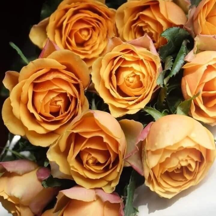 Hoa hồng ngoại nb pine dream rose size trung