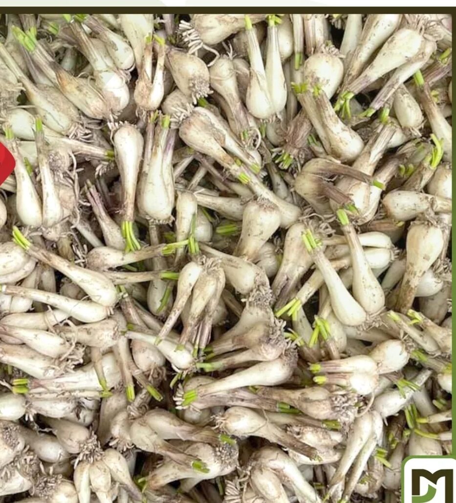 1KG  CỦ KIỆU QUẾ CỦ TO ( ĐẶC SẢN HUẾ )
