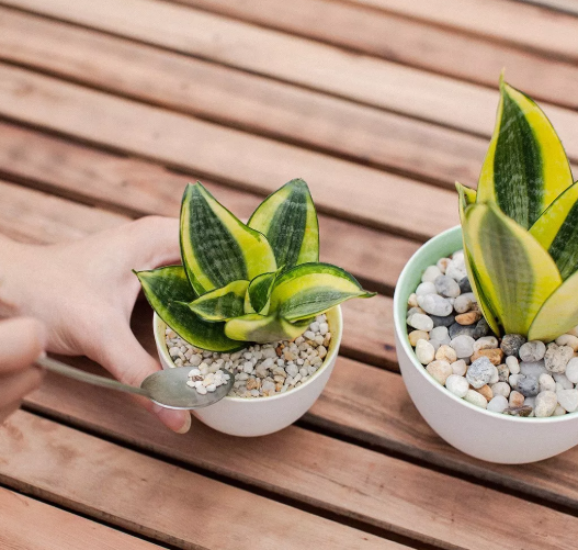 Cây lưỡi hổ Thái búp sen viền vàng (không chậu)