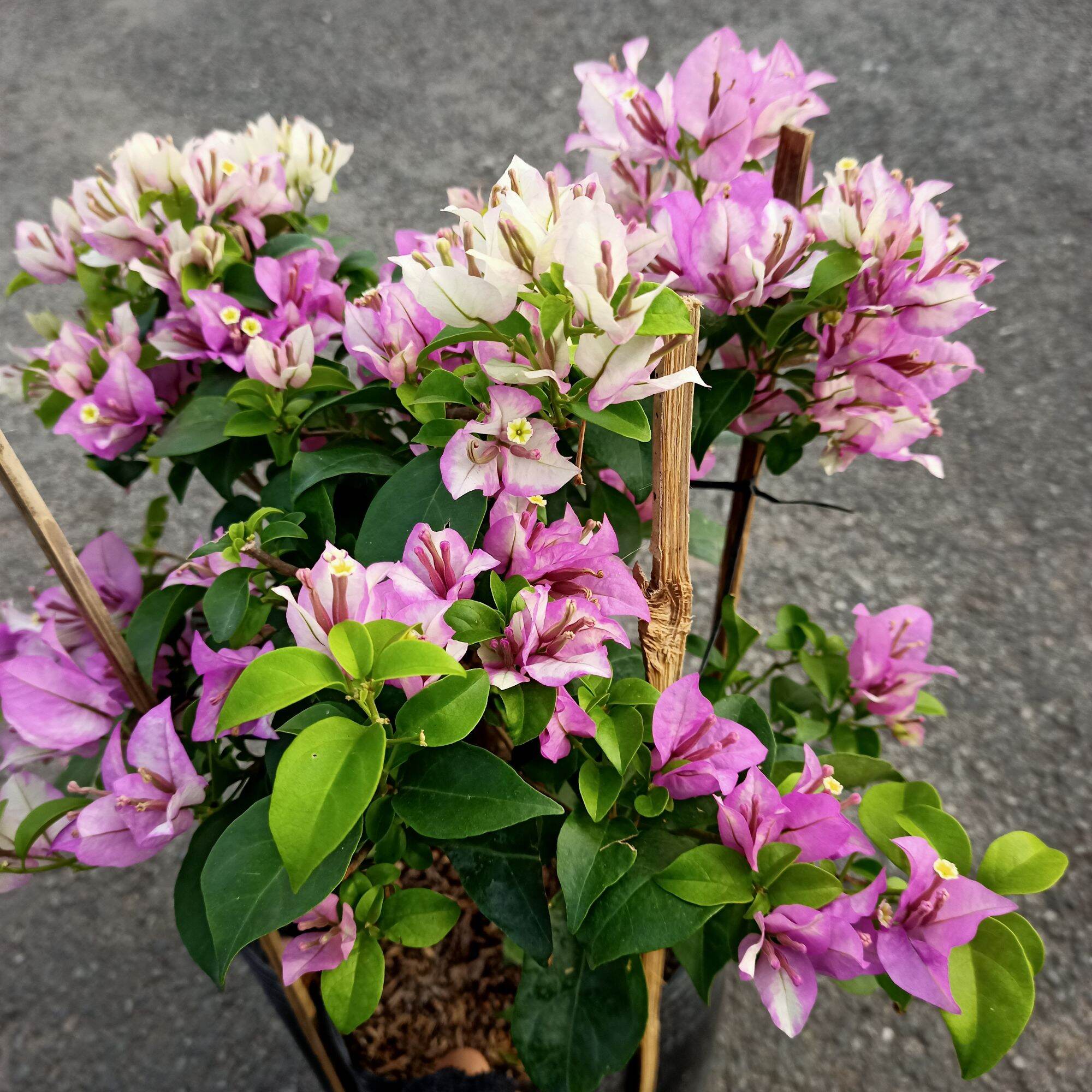 Chậu cây bông giấy tím tuyết dáng tree