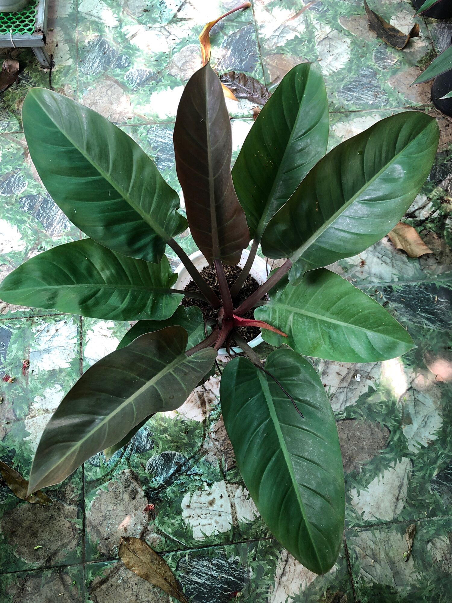 Cây trầu bà đế vương nâu lớn