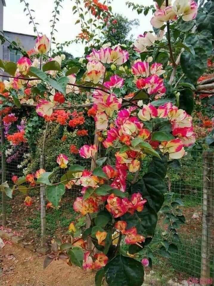 Hoa giấy ấn độ