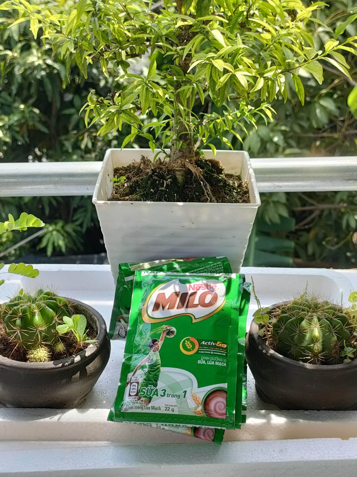 [HCM] Combo 2 Dây Sữa Milo Dây (10 gói × 22g)