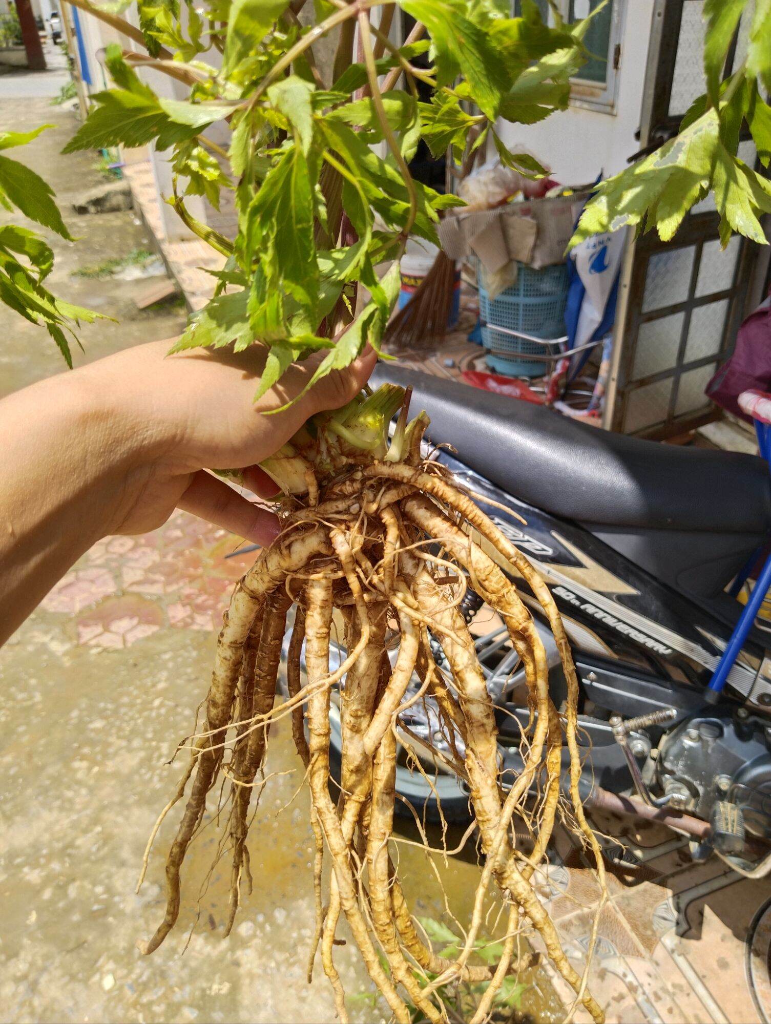 1 kg sâm đương quy tươi sìn hồ lai châu size 6 củ