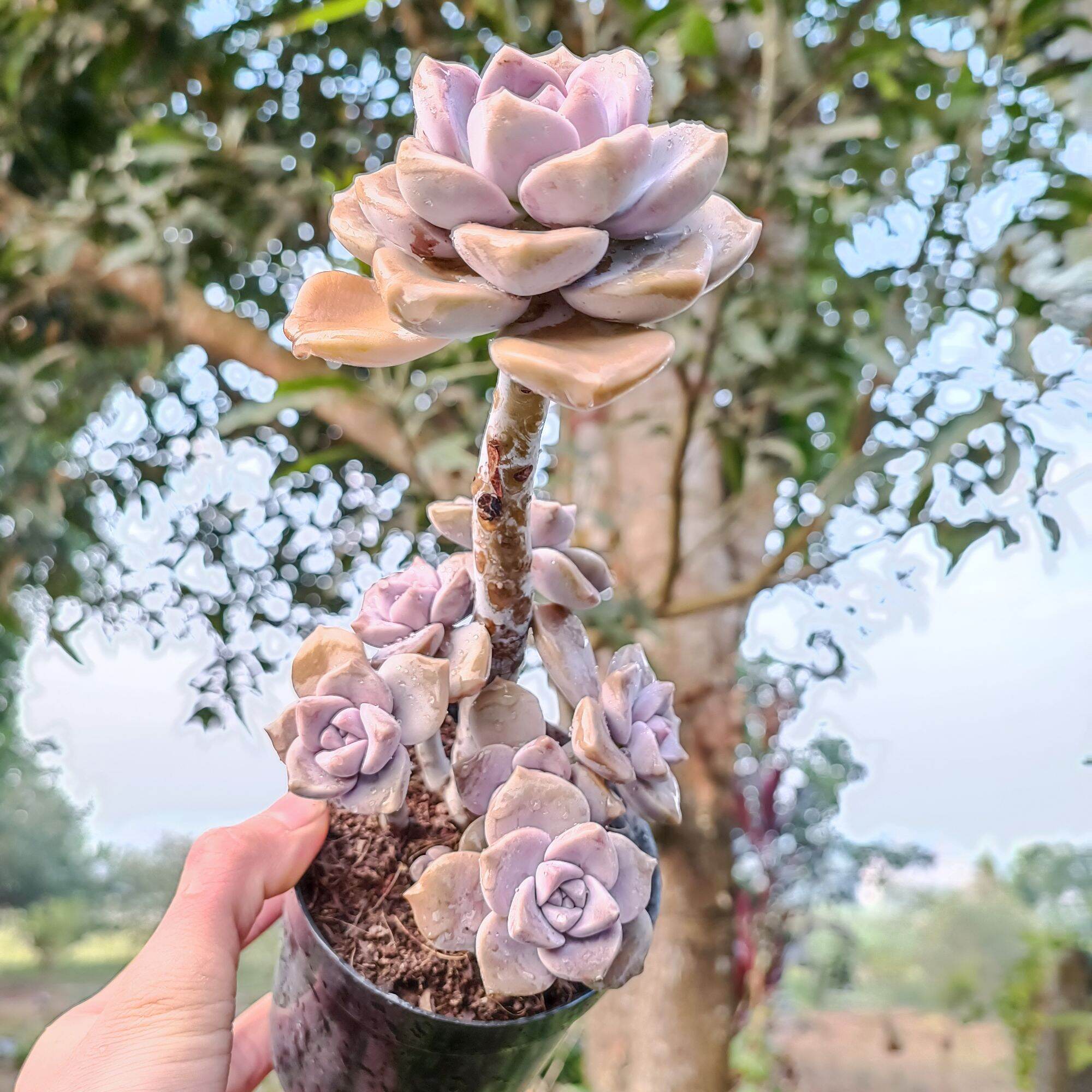 Sale Xả - Sen Đá Tím Thụ rất đẹp 😍