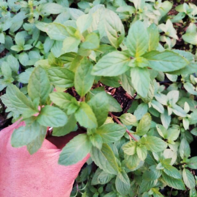 Bạc hà peppermint bầu giống