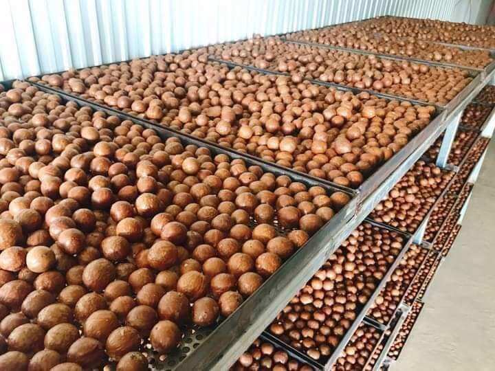 Hạt mắc ca sấy lứt vỏ(500gram)