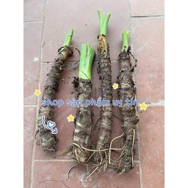 Cây ráy voi trồng cảnh(hàng đẹp) mua 5 tặng1 gốc nhỏ