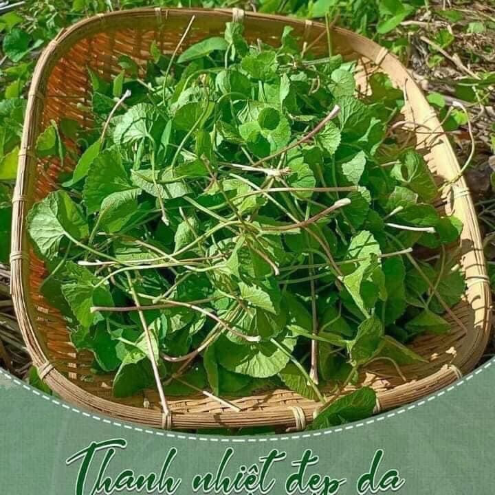 Bột rau má sấy lạnh hũ 500 gram