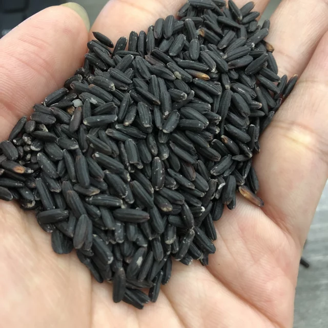Hạt giống lúa nếp than, tím than túi 1kg