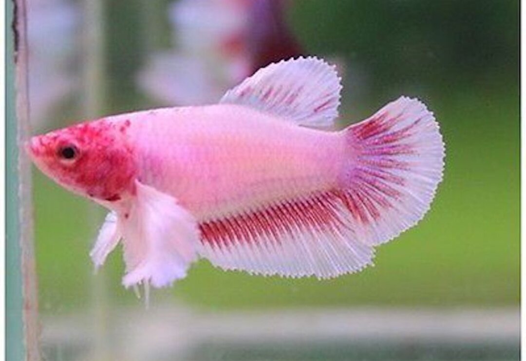 BETTA RỒNG ĐỎ mái bầu-1con