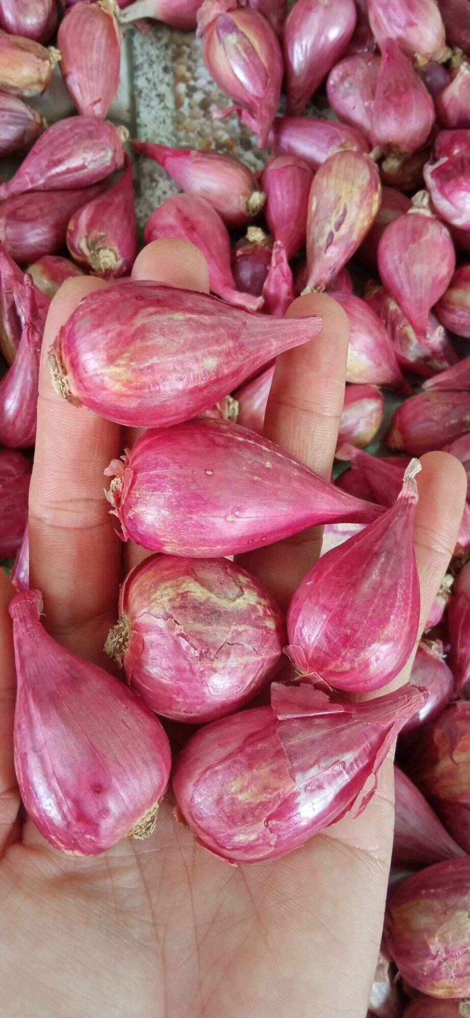combo 3kg hành tím Ninh Thuận