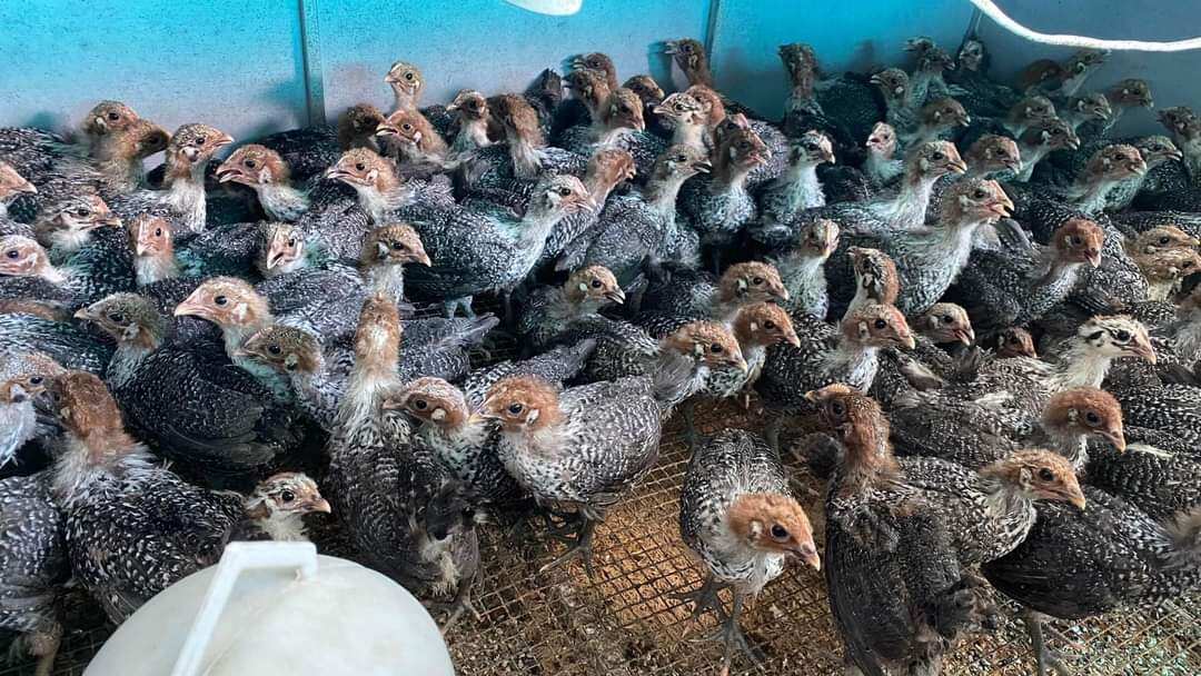 10 trứng gà Ai Cập vằn ăn bỗ