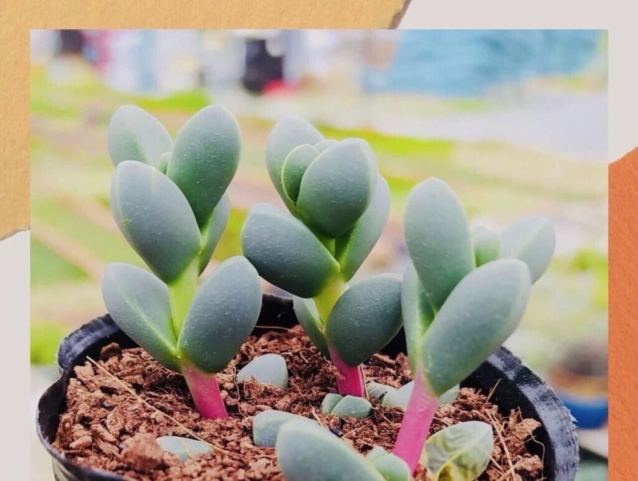 Sen lá tim cute size bầu