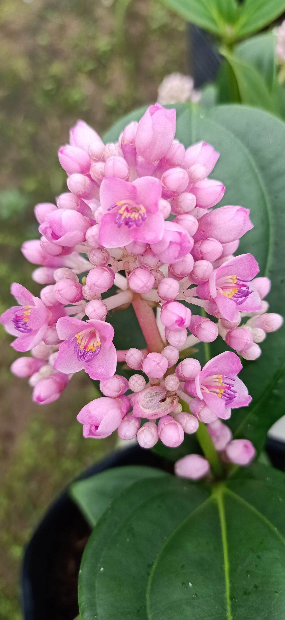 cây hòn ngọc viễn đông( cây dạng đứng, lá lớn)- cây kiểng làng hoa sa đéc