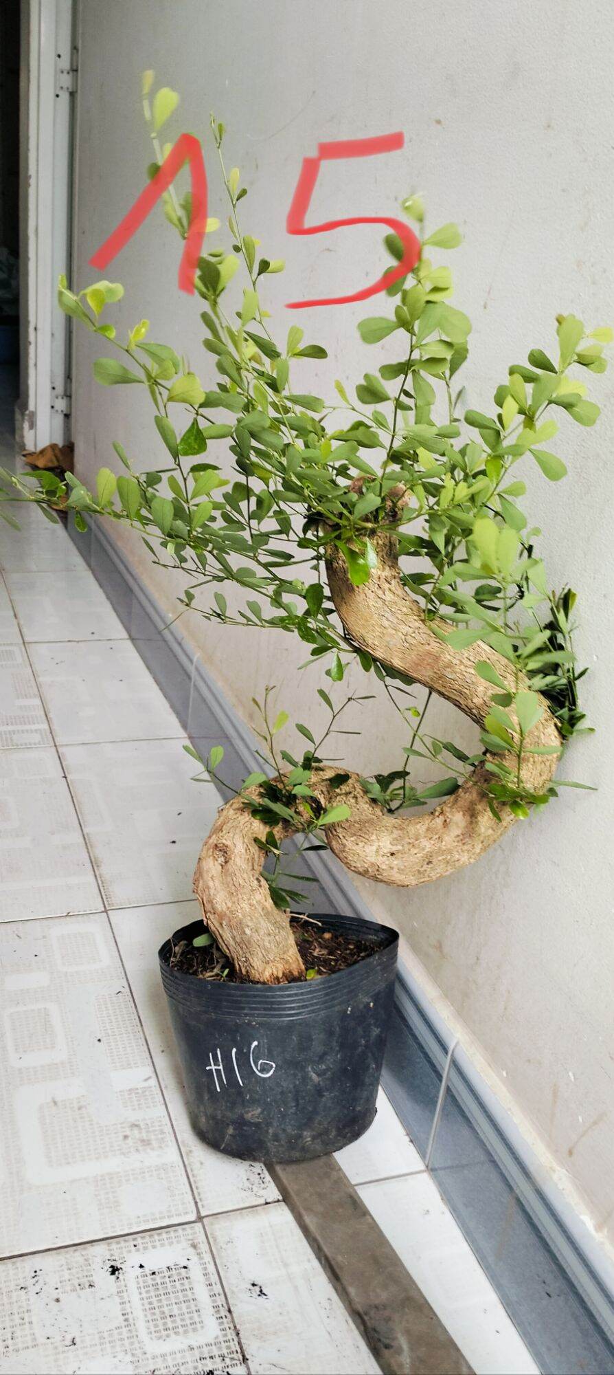 Phôi linh sam siêu bông hoa tím, giao phôi ngẫu nhiên
