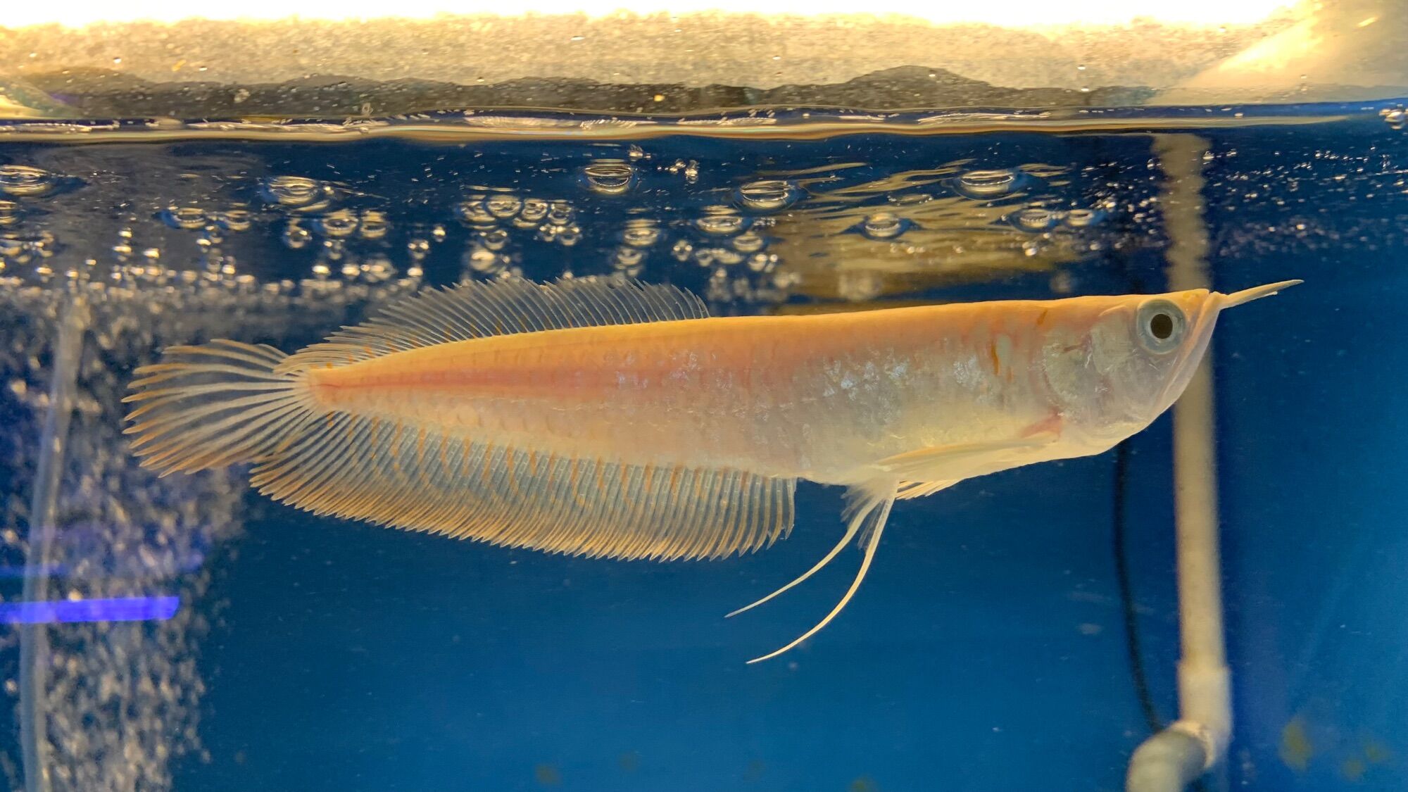 Cá Rồng Ngân Long Abino size 15-20cm
