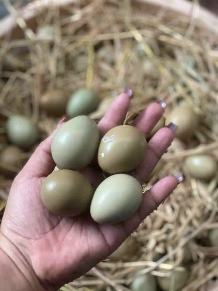 10 trứng chim trĩ lạc về ăn