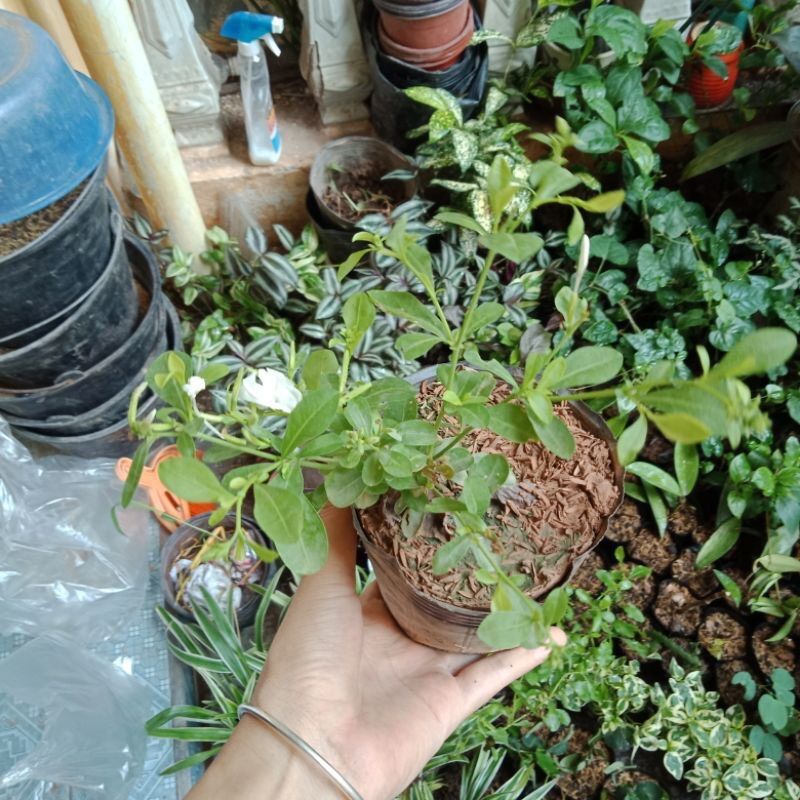 Cây hoa thanh xà,bạch xà