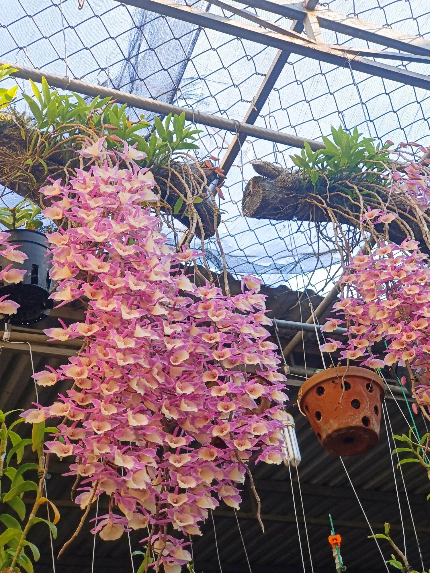 Combo 10  Cây giống Hoa lan Thiên Cung Lữ Bố