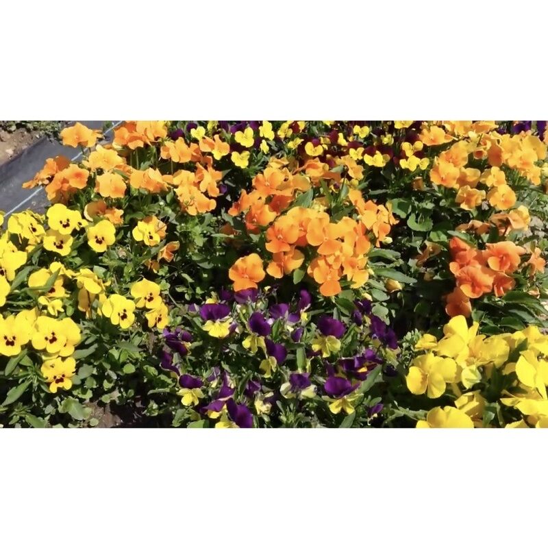 hạt hoa cánh bướm(1 gói)