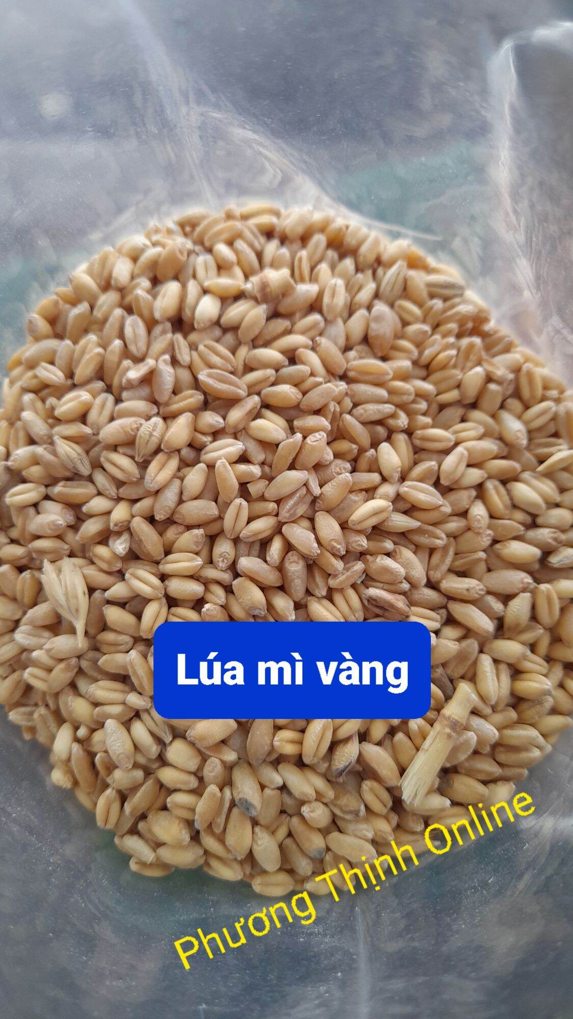 5Kg Lúa mì cho gia cầm