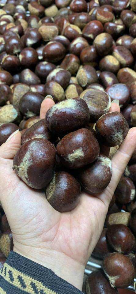 1kg HẠT DẺ TƯƠI Cao Bằng
