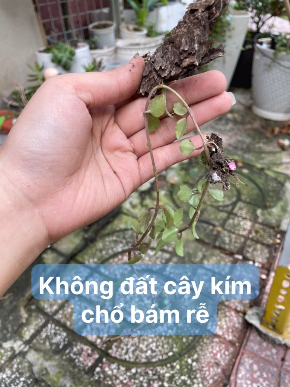 [HCM]CÂY VẢY RỒNG 10cm