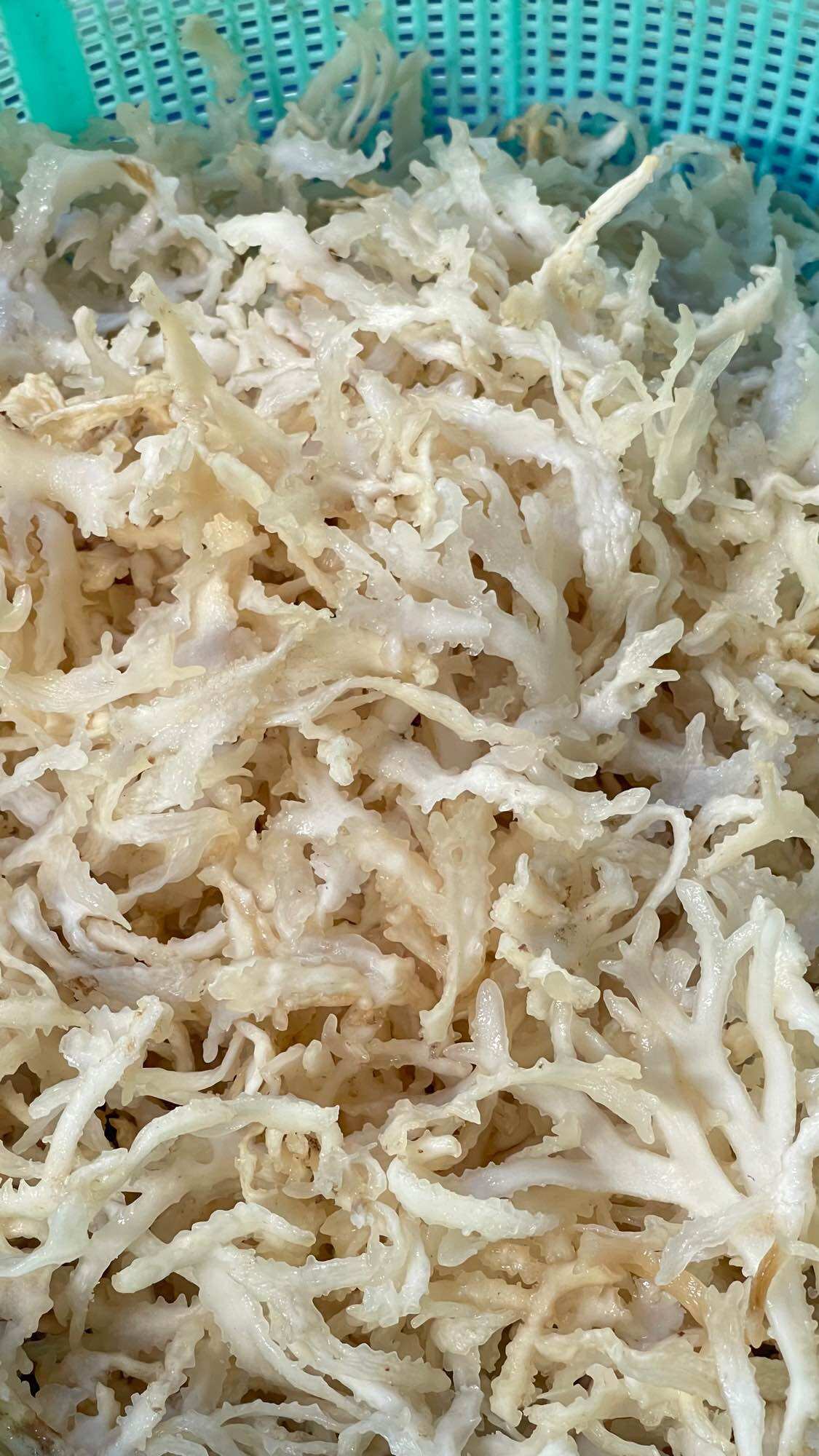Rau câu chân vịt tui 500g