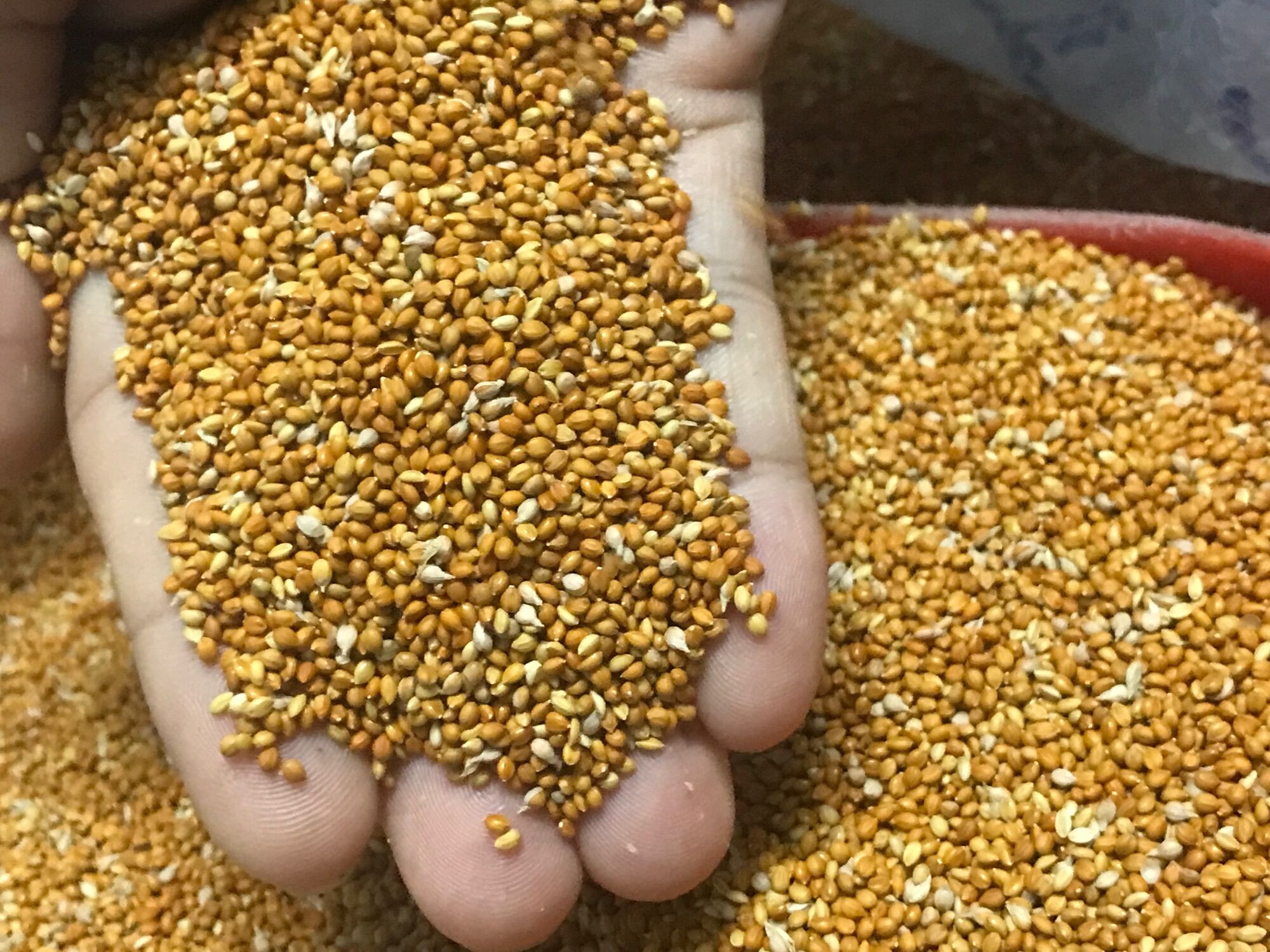 Kê đỏ hạt nhỏ gói 3kg là loại hạt dinh dưỡng cao cho yến phụng và một số chim cảnh khác..