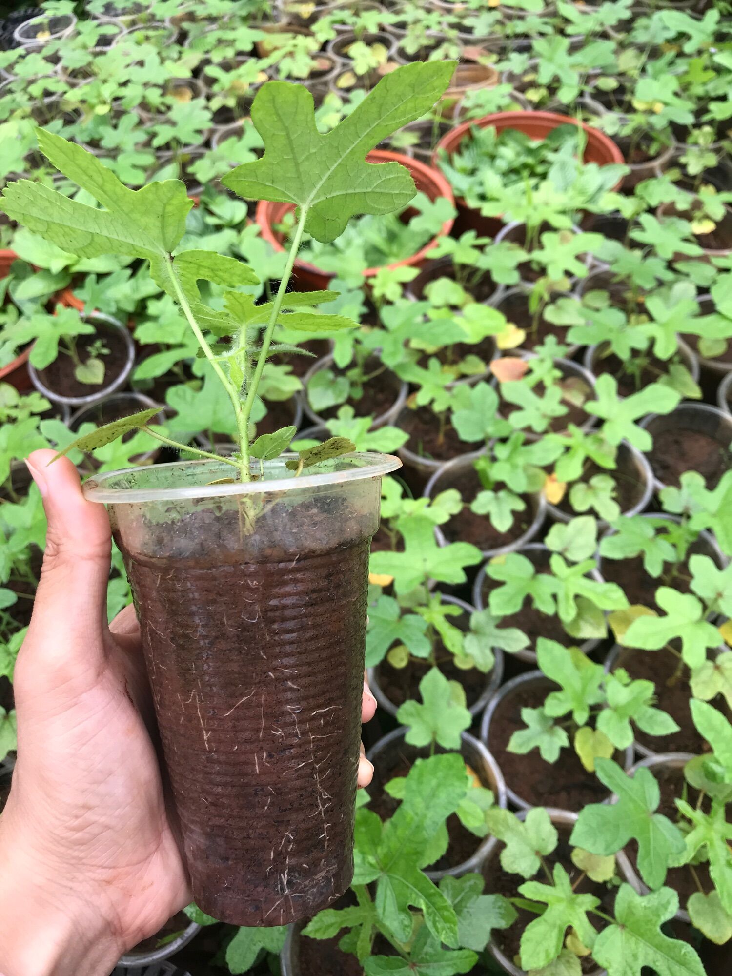 Cây sâm bố chính