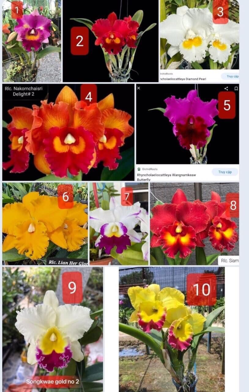 Hoa Lan cát đại(1 khóm)