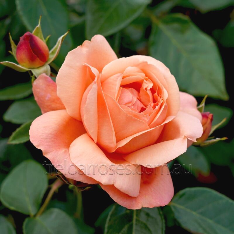Hoa hồng Heaven On Earth rose - hồng bụi, sưu tầm