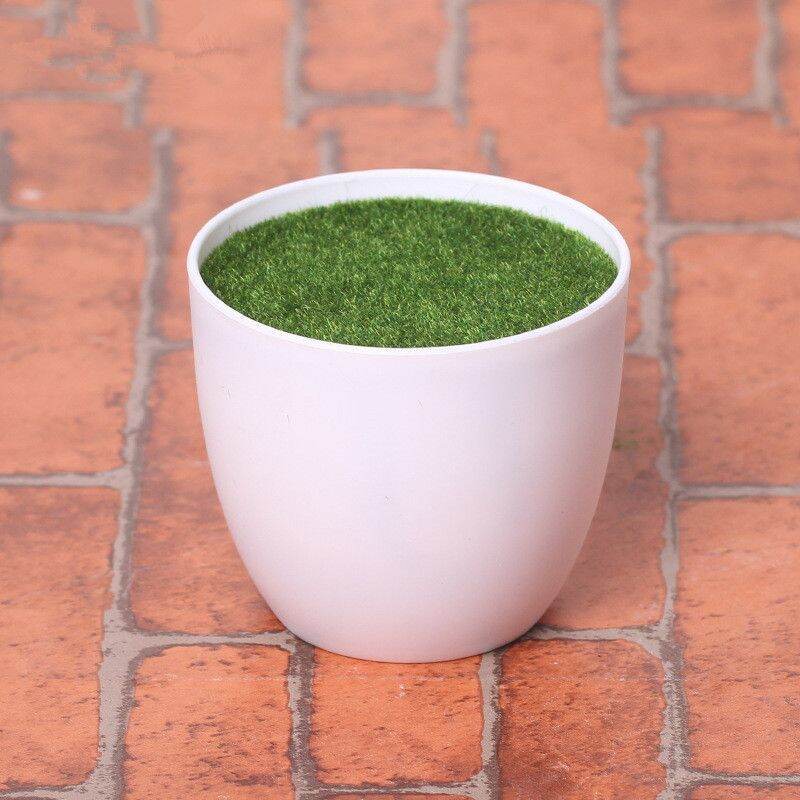 Chậu nhựa phủ rêu xanh