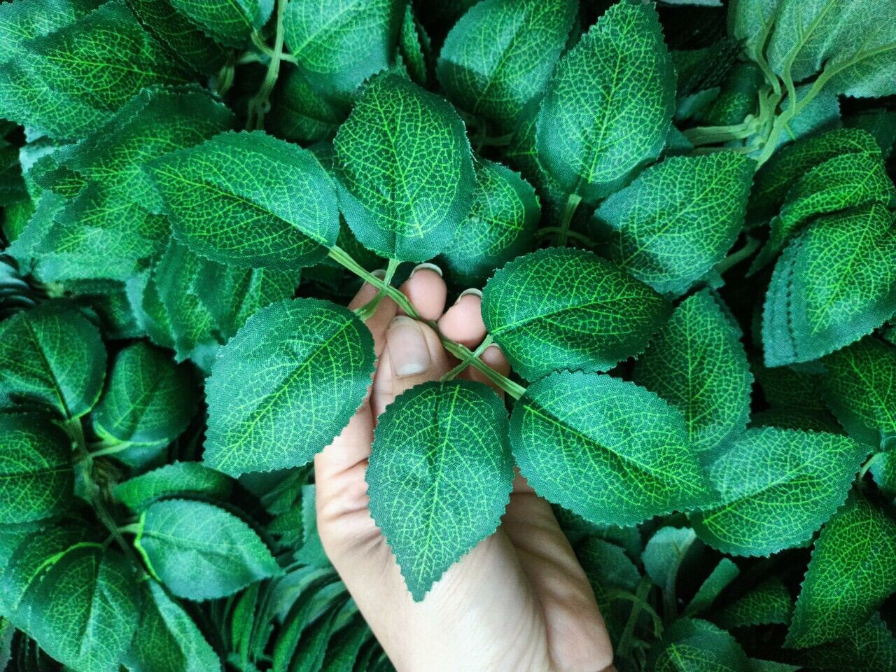 Lá hồng vân đẹp bịch 100gr