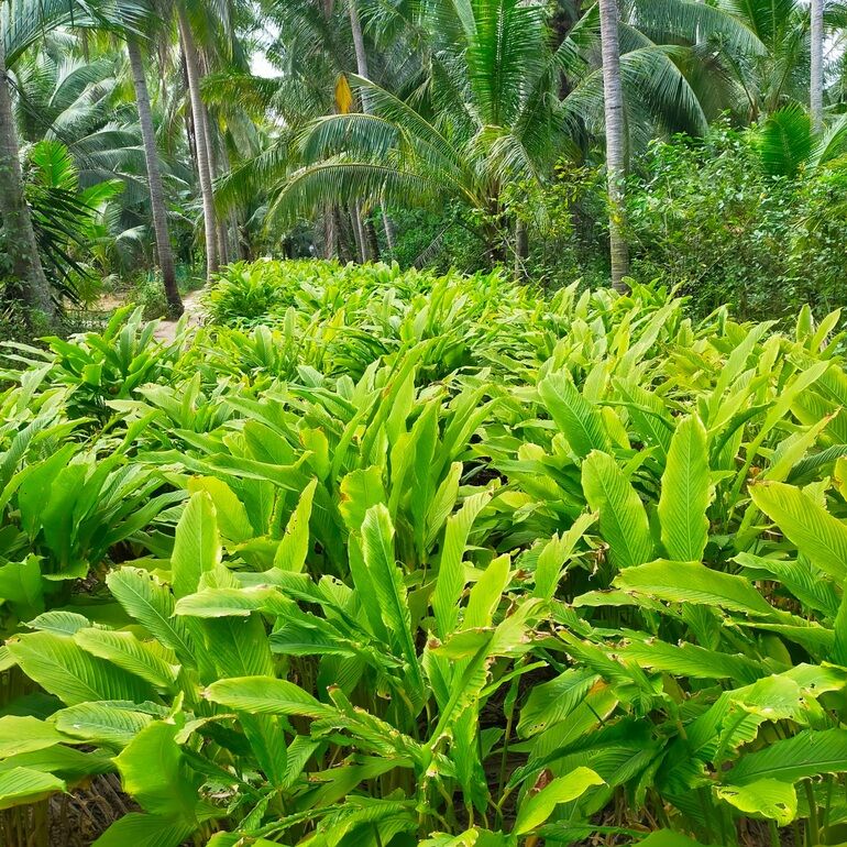 1 BẦU CÂY GIỐNG CỦ LÙN