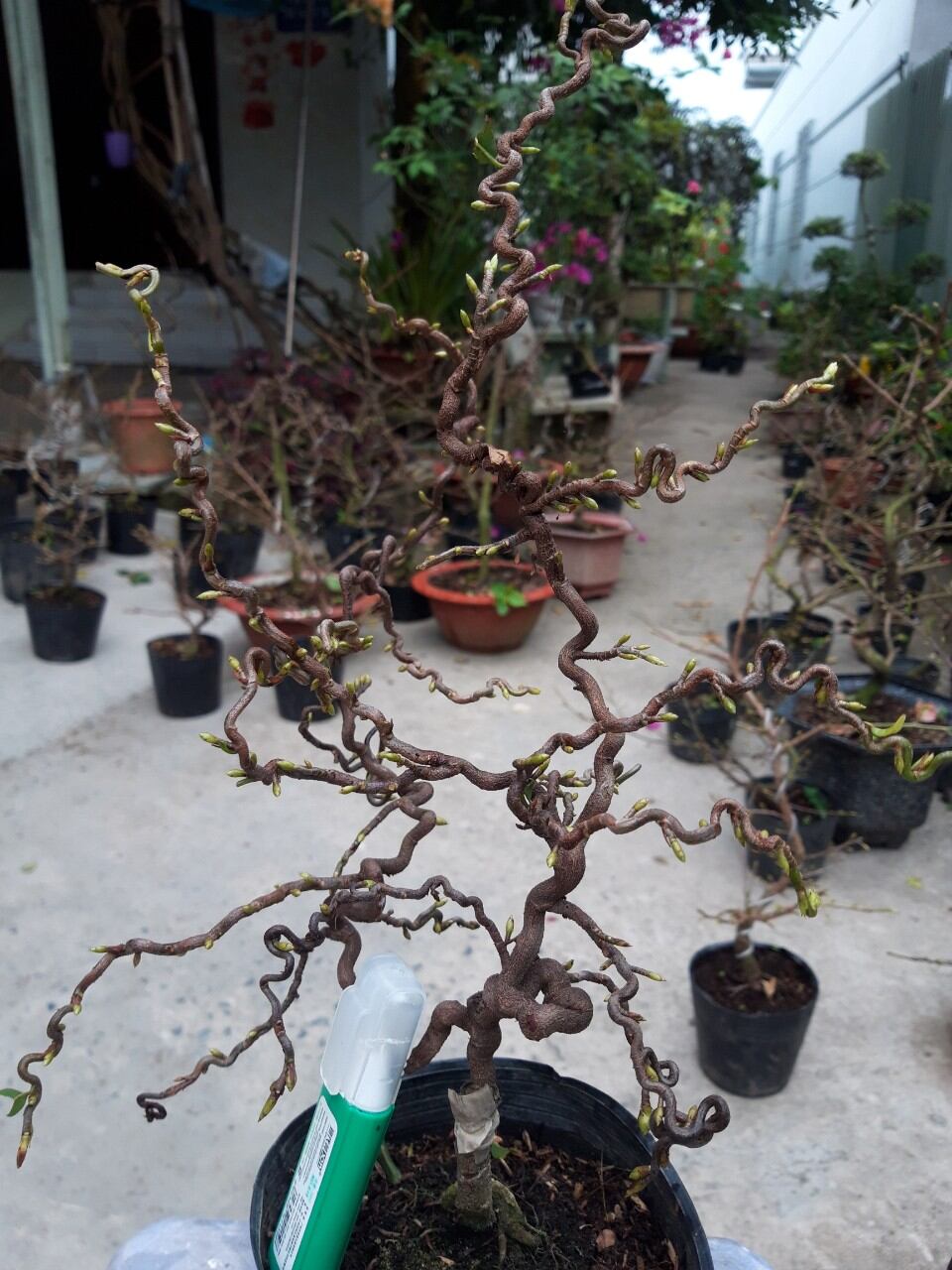 Mai giảo tự xoắn, hoa 5-8 cánh,