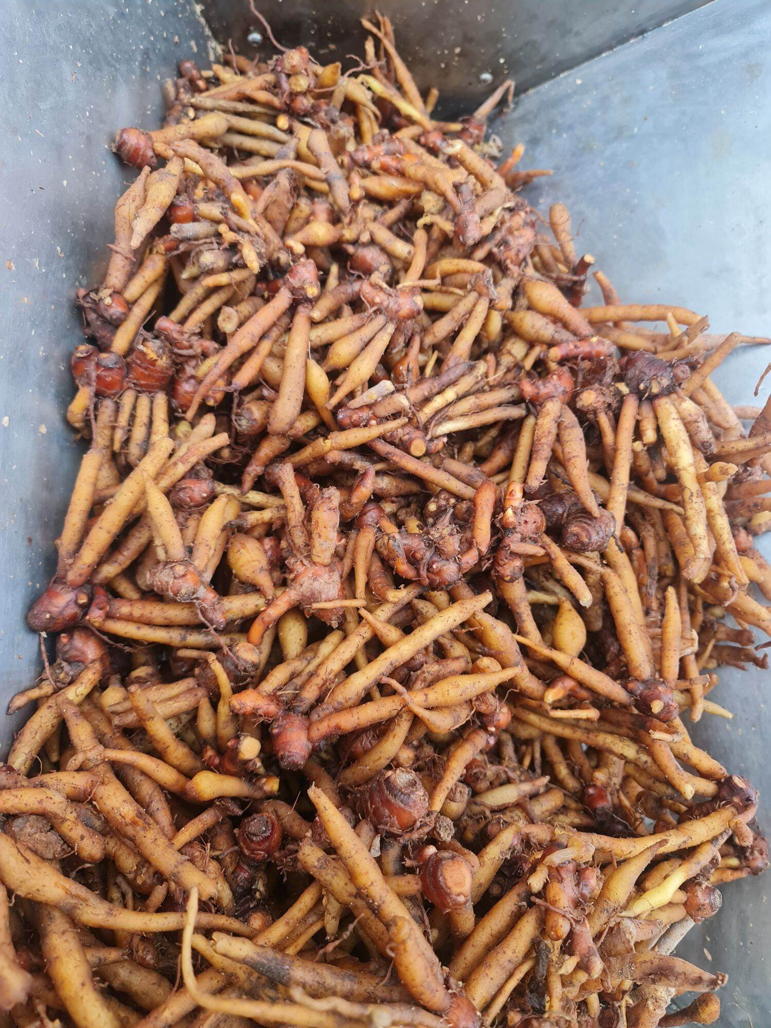 Củ Ngãi Bún sấy khô 1kg