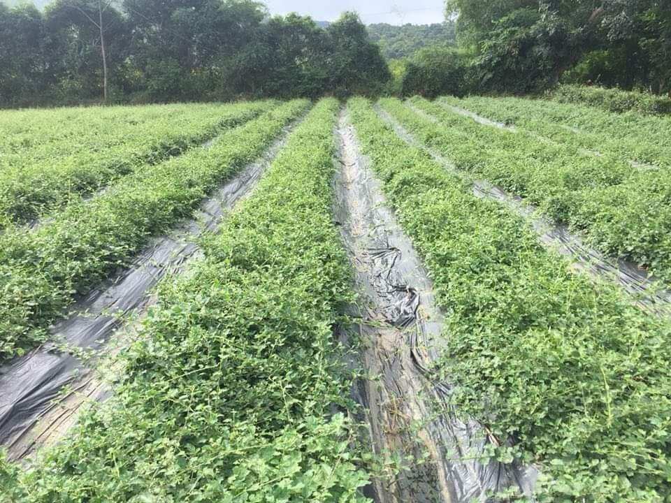 Cao cà gai Leo nguyên chất-100gram