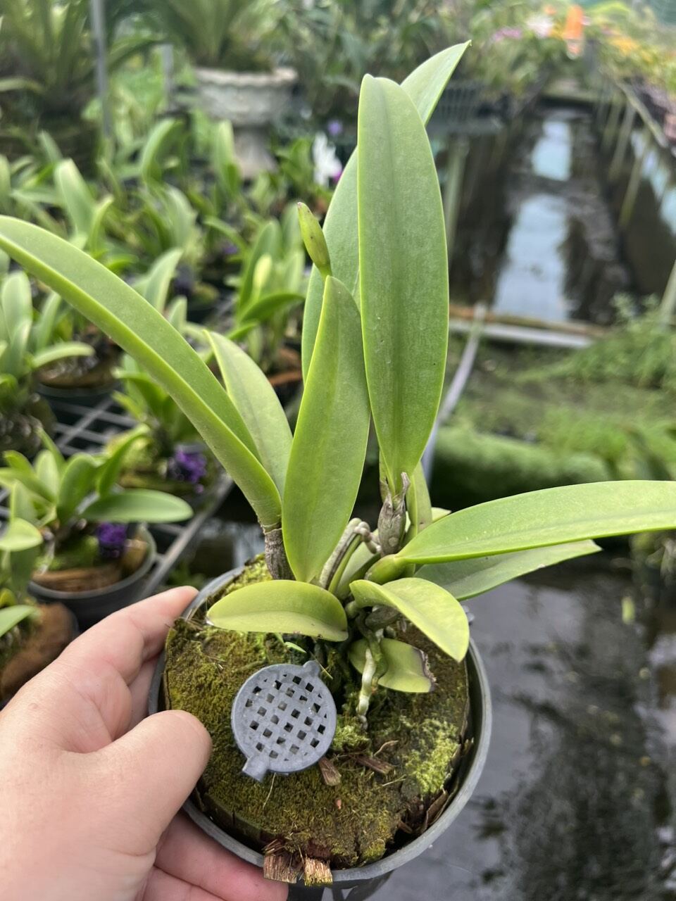 Hoa Lan Brass Hawaii thơm đang nụ đẹp