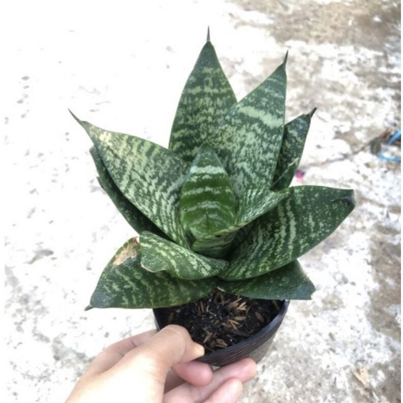 Cây lưỡi hổ lùn, lưỡi hổ mè xanh.. cây phong thủy