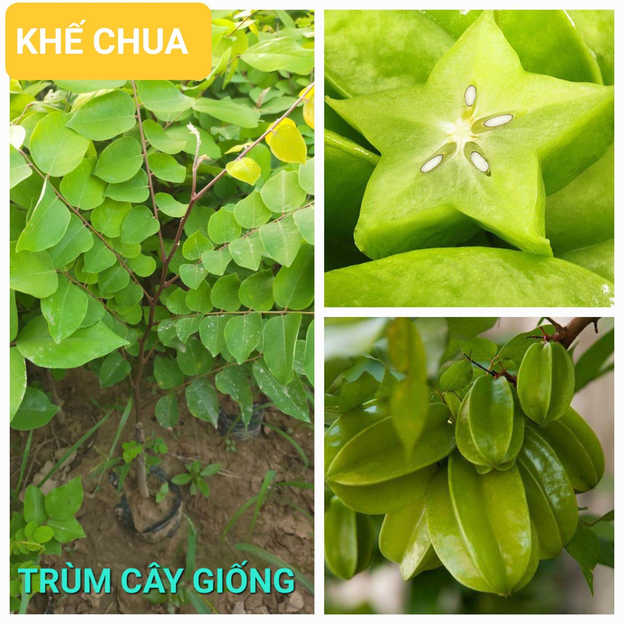 Cây giống khế chua