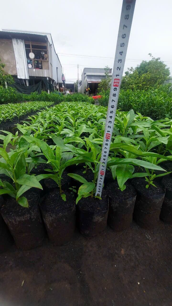 Combo 3 Cây Nhàu Con Làm Giống