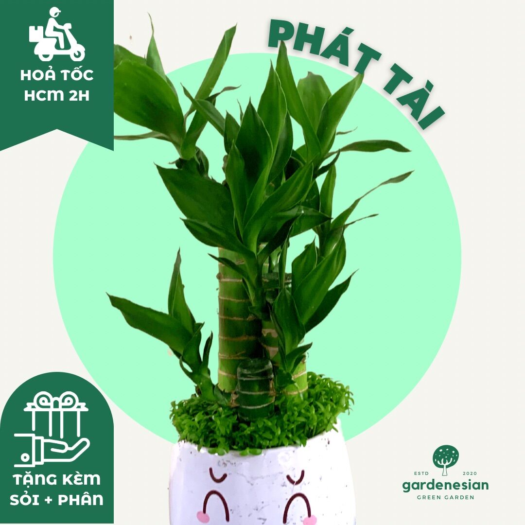 Cây trúc phát tài để bàn gardenesian mini phong thuỷ kèm chậu sứ