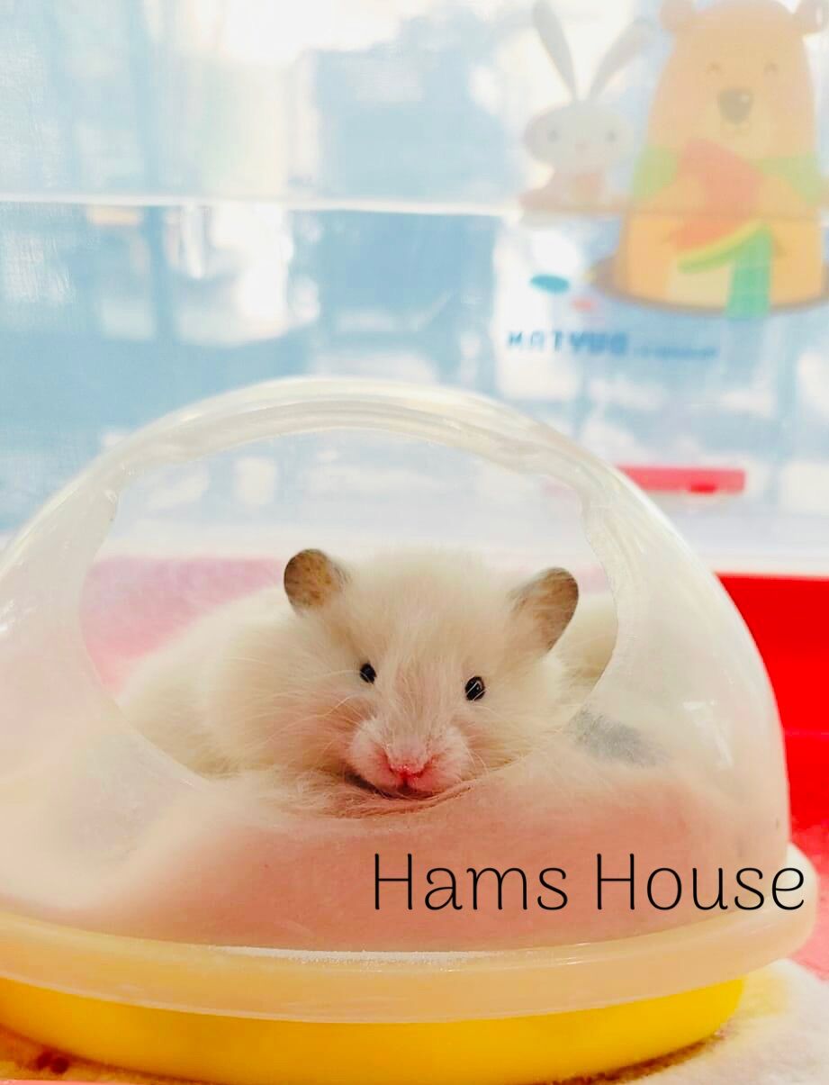 Nhà tắm lớn cho hamster