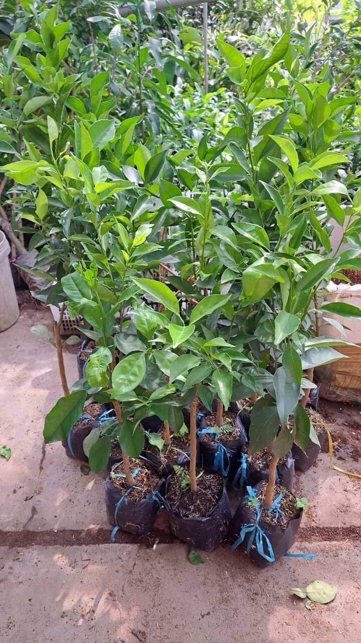 Cây giống quýt ngọt không hạt