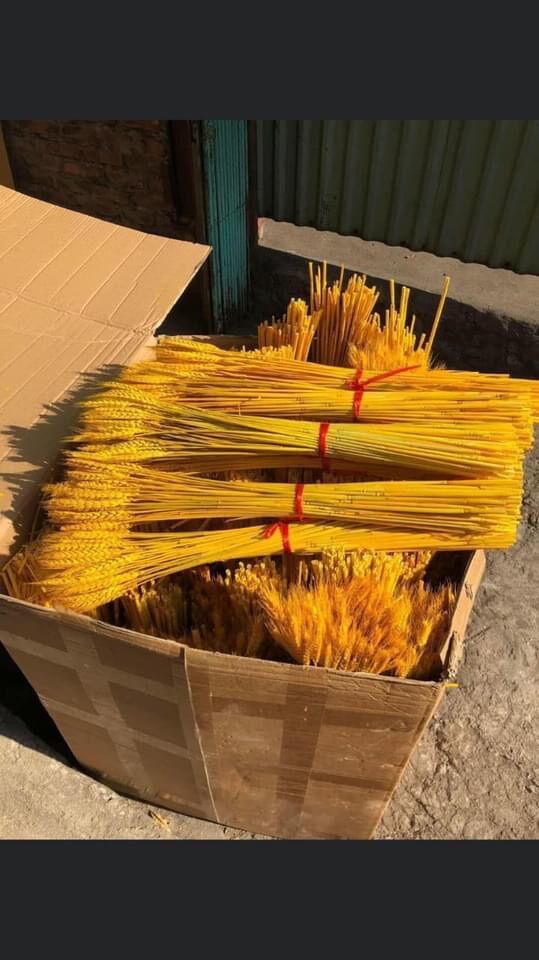 Bông lúa vàng