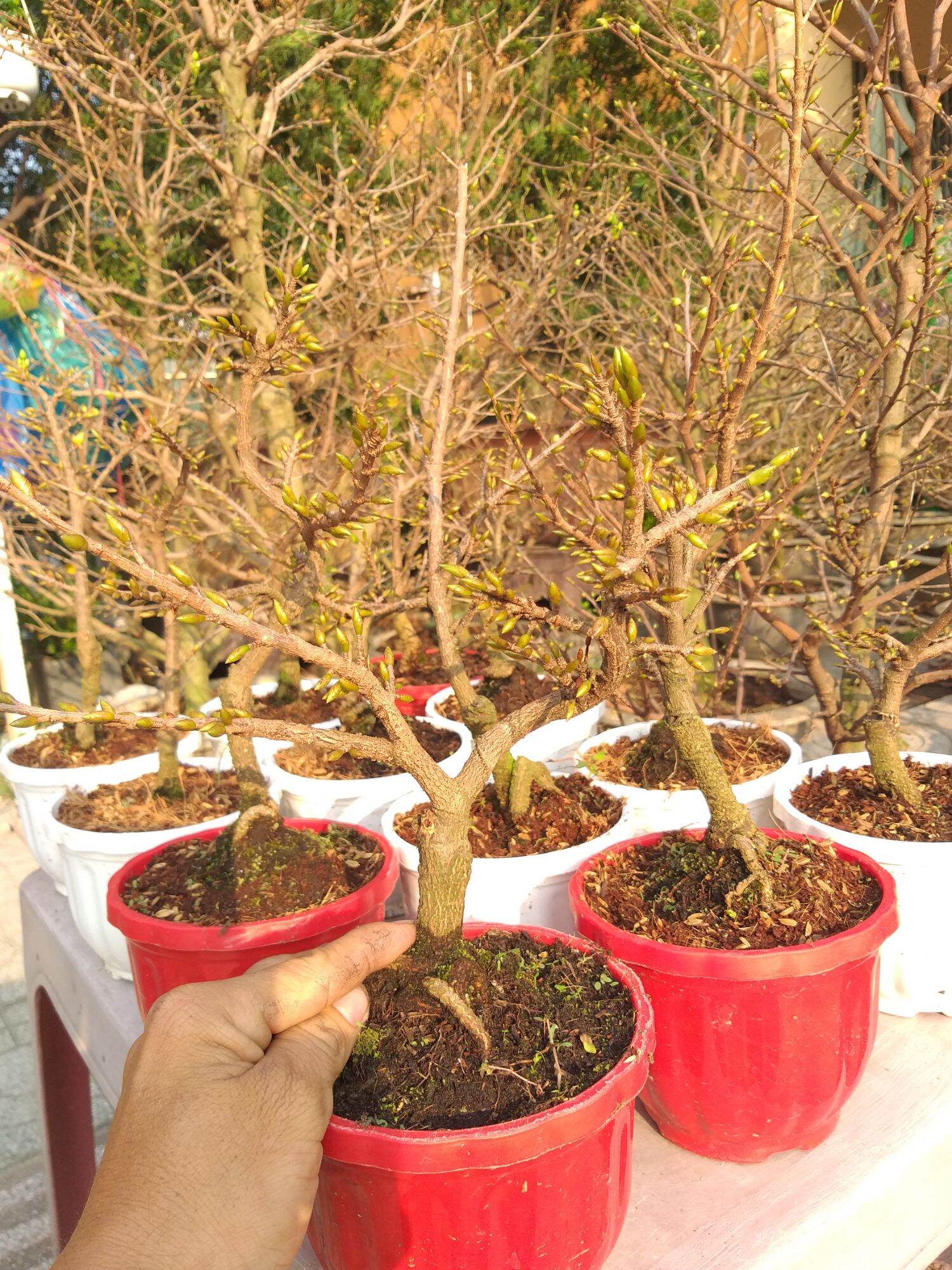 Mai Đại Lộc 49 cánh siêu nụ bonsai mini